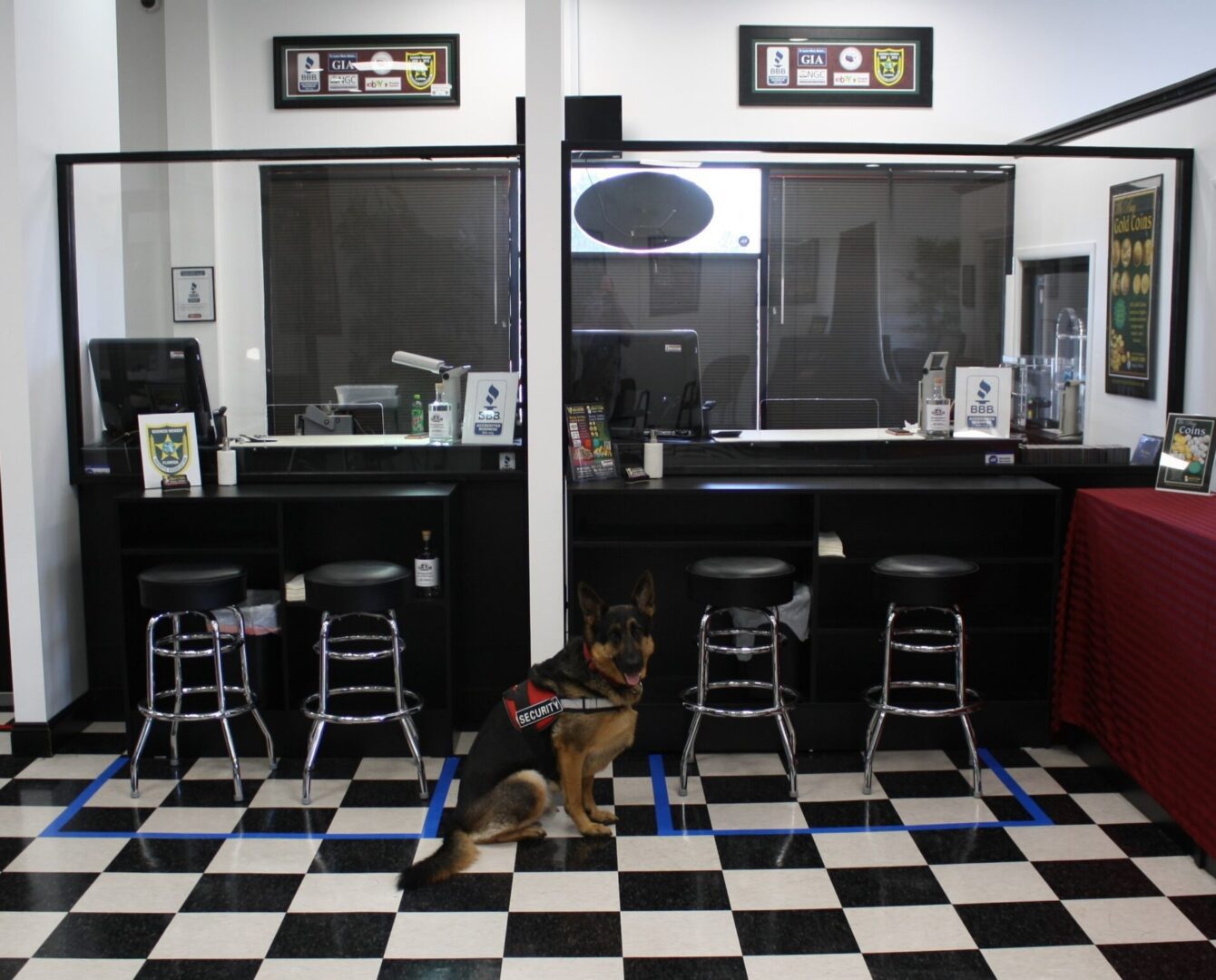 Dog standing on black and white checkered floor near stools and counters.